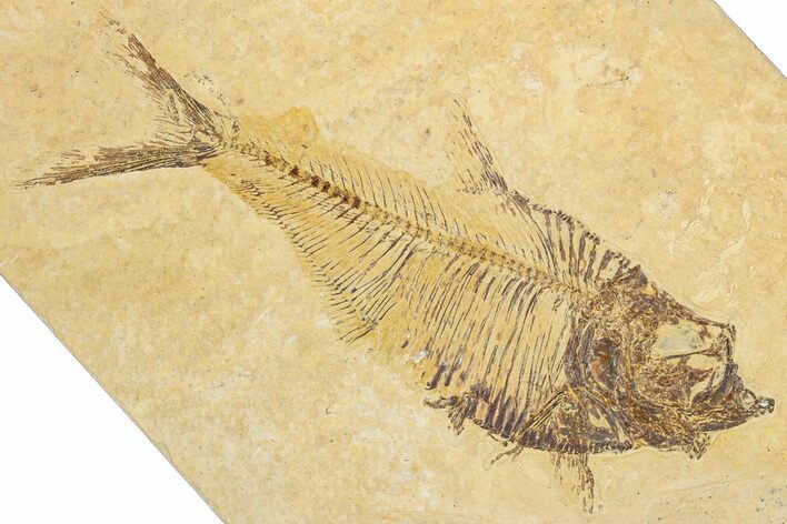 Detailed Fossil Fish (Diplomystus) - Wyoming #354050
